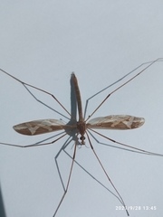 Acutipula