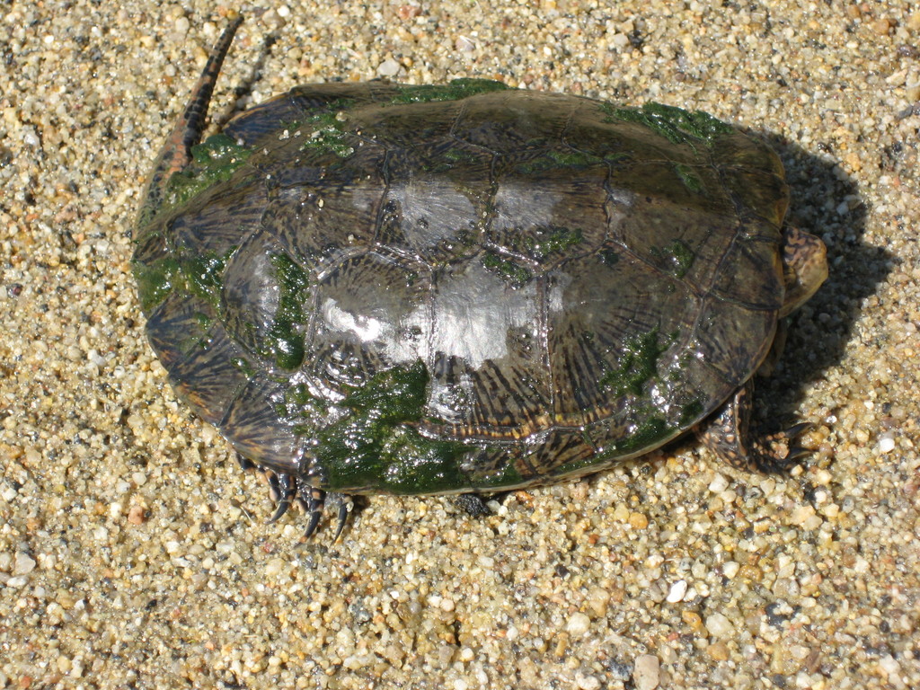 Western Pond Turtle from California, US on April 29, 2008 by ...