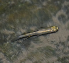 Pseudomugil signifer