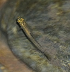 Pseudomugil signifer