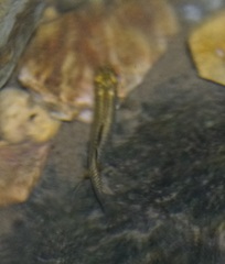 Pseudomugil signifer