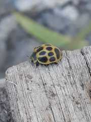 Epilachna paenulata