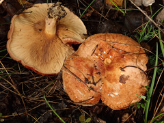 Paxillus ammoniavirescens