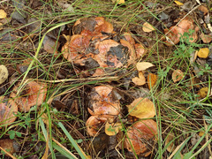 Paxillus ammoniavirescens