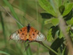 Acraea neobule neobule