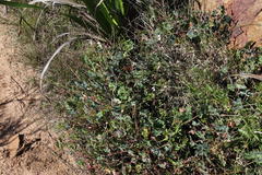 Pelargonium tabulare