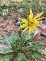 Senecio amplectens amplectens