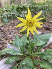 Senecio amplectens amplectens