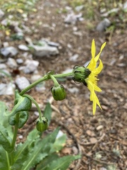 Senecio amplectens amplectens
