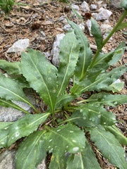 Senecio amplectens amplectens