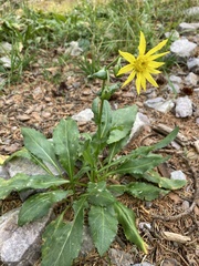 Senecio amplectens amplectens