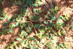 Euphorbia inaequilatera