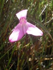 Disa venosa
