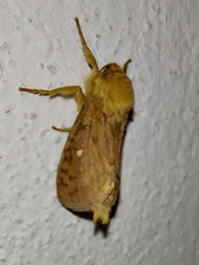 Pharmacis aemilianus