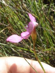 Disa venosa
