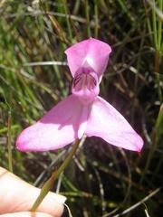 Disa venosa