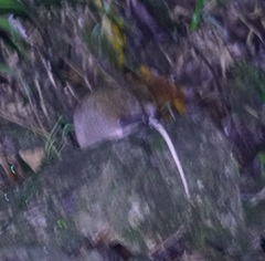 Uromys caudimaculatus