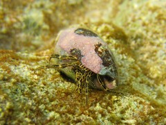 Clibanarius eurysternus