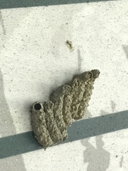 Paraleptomenes miniatus