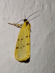 Setina irrorella