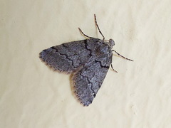 Tephronia codetaria sicula