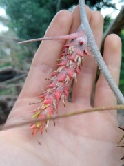 Acanthostachys strobilacea