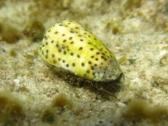 Clibanarius eurysternus