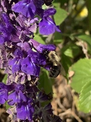 Bombus impatiens