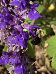 Bombus impatiens