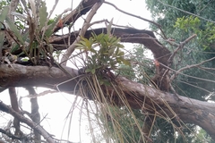 Acanthostachys strobilacea