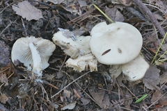 Lyophyllum aemiliae