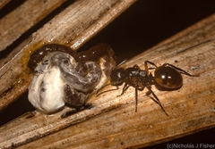 Polyrhachis flavibasis