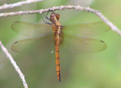 Tauriphila australis