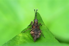 Clinophaestus robustus