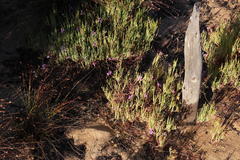 Pelargonium laevigatum oxyphyllum