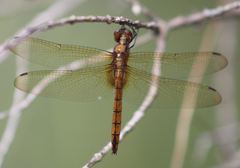 Tauriphila australis