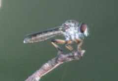 Ommatius floridensis