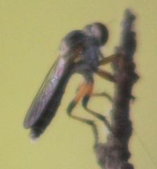 Ommatius floridensis