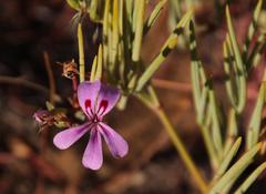 Pelargonium laevigatum oxyphyllum