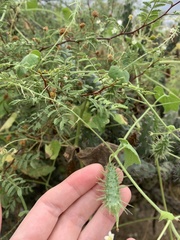 Echinopepon wrightii