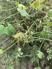Echinopepon wrightii