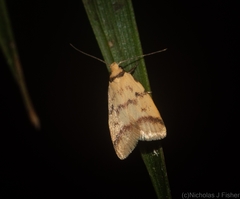 Heteroteucha anthodora