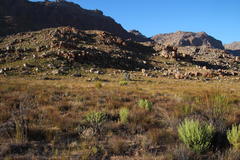 Leucadendron glaberrimum glaberrimum