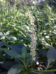 Phytolacca heterotepala