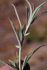 Stachys linearis