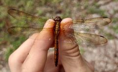 Tauriphila australis