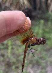 Tauriphila australis
