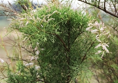 Tamarix africana