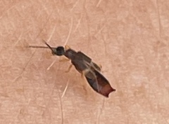 Labiinae