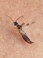 Labiinae